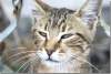 Chat d'Istanbul - Cat from Istanbul - Kedi - Istanbul