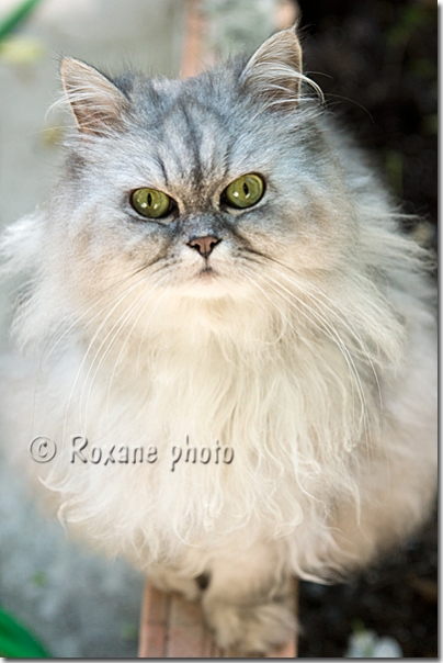 Chat Chinchilla persan - Chinchilla Persian cat - Istanbul