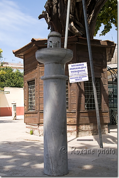 Cyprès - Mosquée Koca Mustafa pacha - Cypress - Koca Mustafa pasha mosque - Koca Mustafa pasa camii - Kocamustafapasa - Fatih - Istanbul