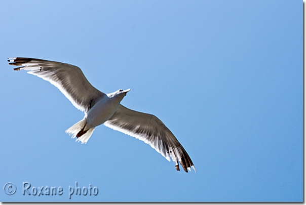 Goéland argenté - Gull - Iles aux Princes - Princes' islands - Büyük ada - Istanbul